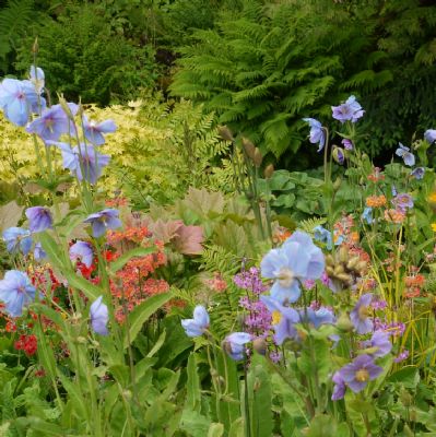 Himalayanpoppiesandprimulas